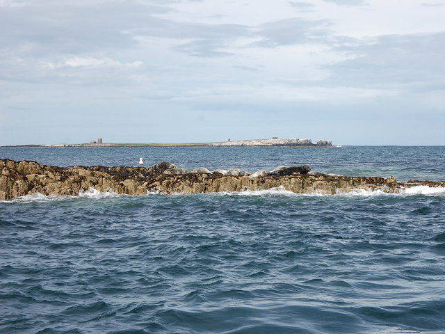 Seal colony, Big Scarcar (Farne islands)