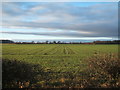 Young crop field, The Breckneys