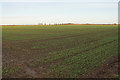 Farmland near Haddenham