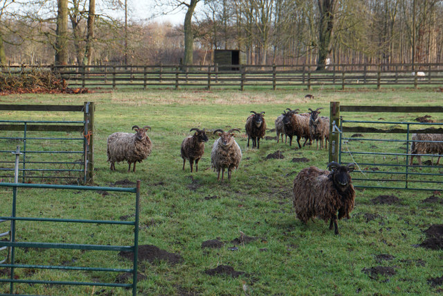 Soay sheep