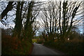 East Devon : Country Lane