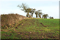 SE2967 : Trees along field boundary south of Bland Close by Derek Harper