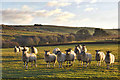 Sheep pasture near Middle End