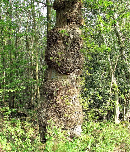 A burred oak tree in Brede High Woods
