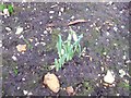 Snowdrops 4th Jan 2018