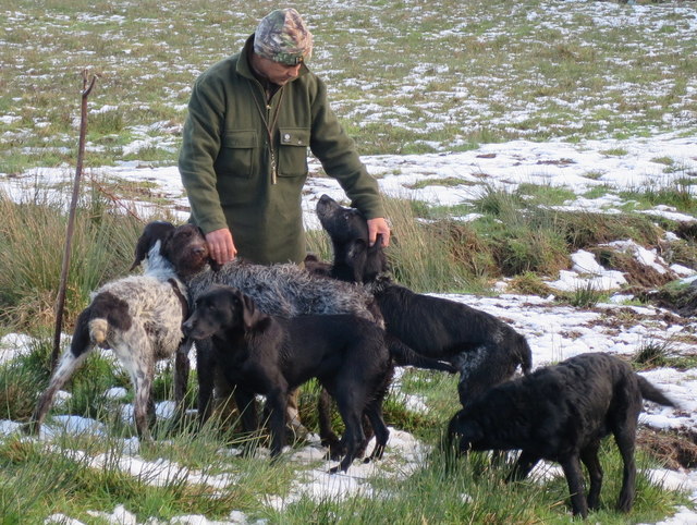 Picking up with Pointers and Labradors