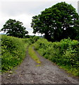 Beech Lane, Penperlleni