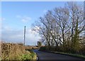 Bare trees by the road at Pedington Elm