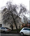 Apple blossom in Leam Terrace, Leamington