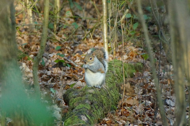 Grey Squirrel (Sciurus vulgaris), Horton Country Park