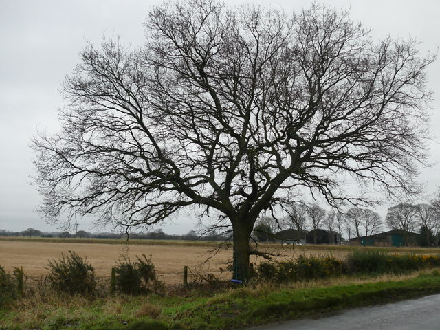 Winter tree on Wroot Road