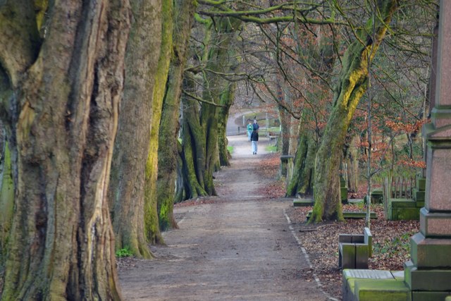 An Avenue of Trees in City Cemetery, Sheffield