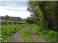 ST7817 : Farm track south from Eastwell Lane by Robin Webster