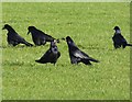 H4772 : Rooks, Mullaghmore, Omagh by Kenneth  Allen