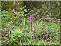 Laneside Early Purple Orchids