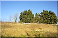 Clump of trees on top of a railway cutting