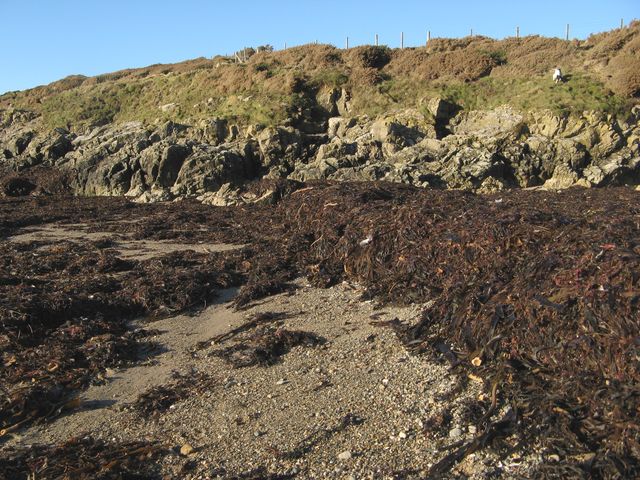 Seaweed accumulation