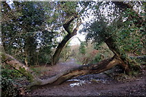 SM8834 : Wish tree in Broom Wood by Natasha Ceridwen de Chroustchoff