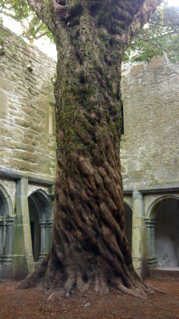 Yew Tree Inside The Cloisters At C Phil Champion Cc By Sa 2 0