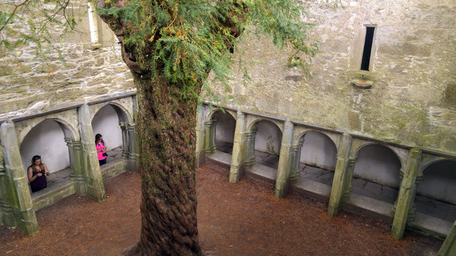 Yew tree inside the cloisters at Muckross Abbey, Killarney National Park