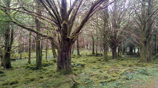 Yews at Reenadinna Wood, Killarney National Park