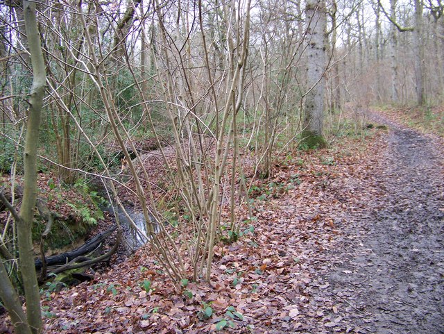 Footpath in Blean Woods