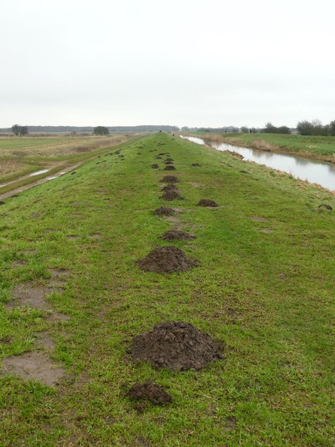 A very precise line of molehills