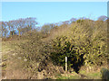 Footpath up The Billing