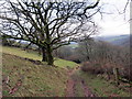 Llwybr islaw Mwmffri / Path below Mwmffri