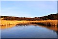 Frozen Pond