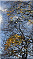 Sycamore leaves above the railway. Torquay