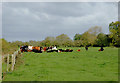 SK1615 : Cattle grazing north of Alrewas in Staffordshire by Roger  D Kidd