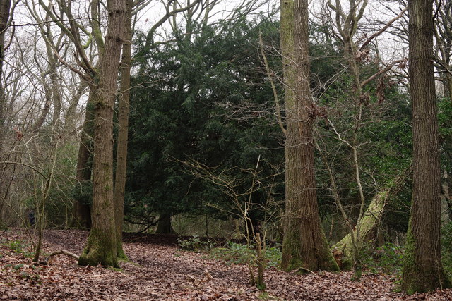 Selsdon Wood