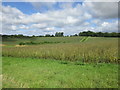 Bean field and Rabbit Copse