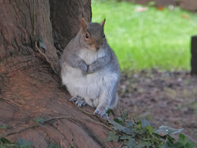 A plump squirrel, Sidmouth