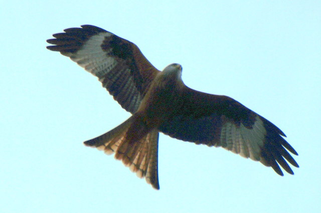 Red Kite (Milvus milvus), Chobham