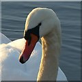 SK4530 : Swan's head by Alan Murray-Rust