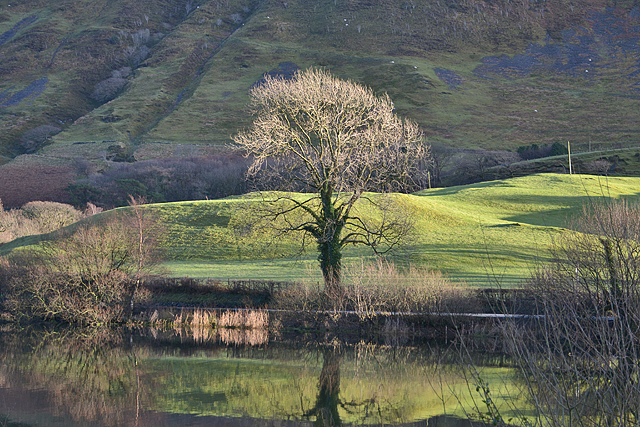 Tree by Talyllyn Lake