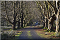 SH7311 : Horse chestnut avenue, Dol-y-cae, in January by Nigel Brown