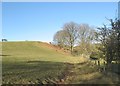 Winter fieldscape