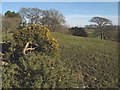 Gorse in bloom