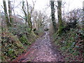 Llwybr ger Crwbin / Path near Crwbin