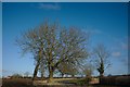 Trees and blue sky