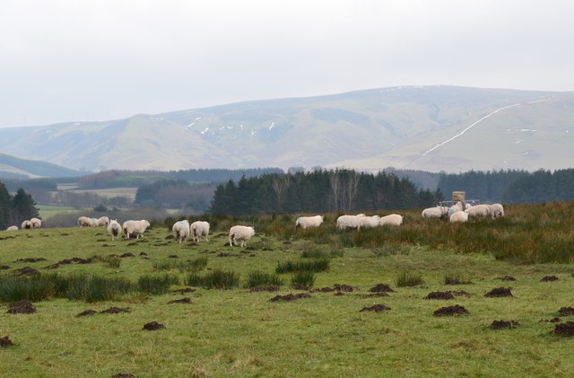 Sheep at the feeder, Mauldslie