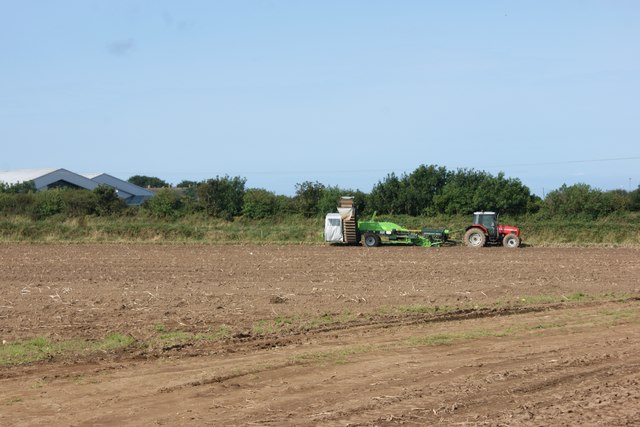 Potato harvesting in fields on the edge of St David's