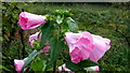 Lavatera by the roadside