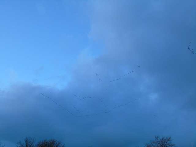 Skein of pink-footed geese (#1)