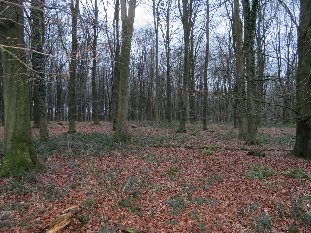 Looking into Dodsley Wood