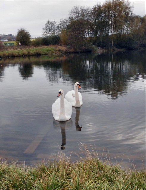 Swans on irrigation pond