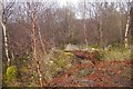 NS1169 : Forestry, Ardyne by Richard Webb